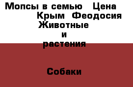Мопсы в семью › Цена ­ 10 000 - Крым, Феодосия Животные и растения » Собаки   